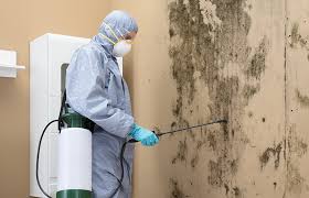 Best Environmental Consulting for Mold Prevention in Montevideo, MN